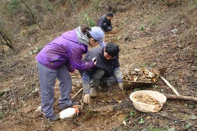 种植天麻年赚10万？小伙5万元打水漂，今又投入10万元，能成功吗