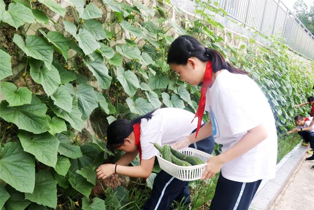 亲力亲为耕种 南宁市月湾路小学孩子们体验到“丰收”的喜悦