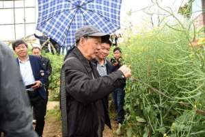 种植油菜的成本(油菜“不务正业”，亩产34吨)