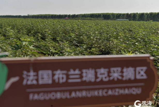 探秘青岛最大无花果种植基地：盛果期一天产万斤 批发收入10万元