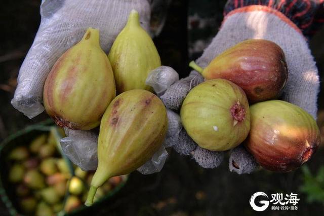 探秘青岛最大无花果种植基地：盛果期一天产万斤 批发收入10万元