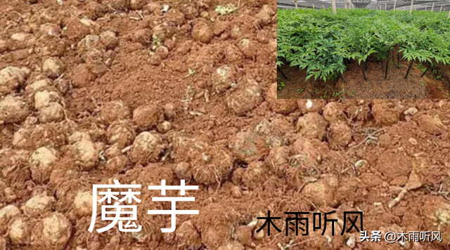 怎样种植魔芋？掌握6个技术要点，更有利于魔芋生长