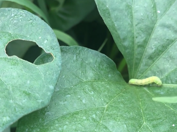 今年雨水大，红薯种植有技巧，2个方面做对了，产量有保障