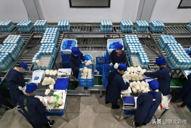 又鲜又香！港北区工厂化生产的食用菌上市