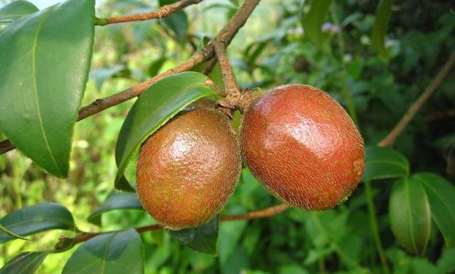 大山深处的“油茶树”，从开花到摘果，从开花到果熟需要一年之久