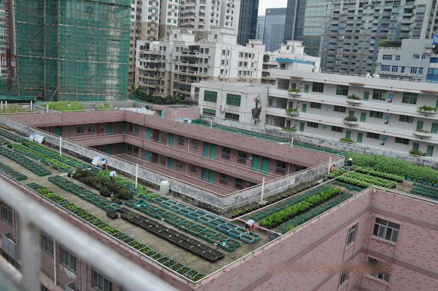 求求不要在楼顶种菜了，邻居当菜园用，我家天花板渗水气得想搬家