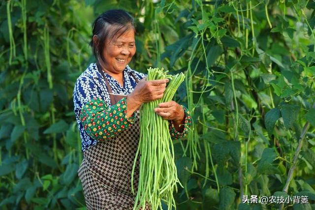 怎样才能种出高产优质的好豆角？记住这4个种植管理技巧