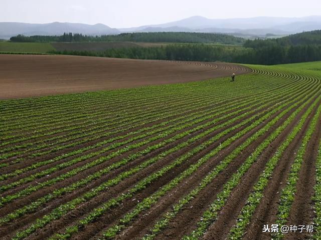 牧草种植后该怎么覆土最合适