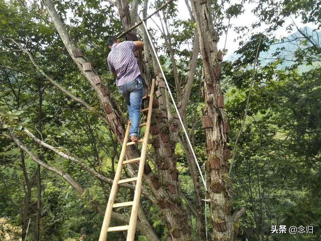 铁皮石斛仿野生种植技法，如何种出高品质铁皮石斛？