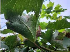 山葡萄苗种植技术(分析梁山县葡萄栽培问题及解决方案)