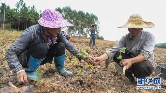 广西钦州：中药材种植助推脱贫攻坚