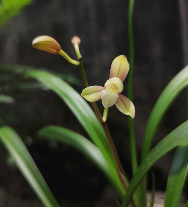 快速服盆兰花的技巧，选择能滋养兰菌的原土植料