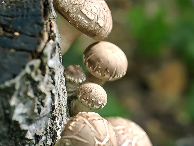 灵秀山水孕育味纯质优好蘑菇，平泉香菇“源来”更好