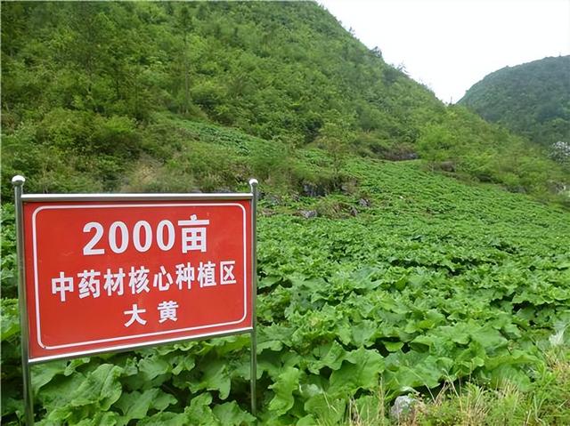 轻松赚钱！掌握这几种药材种植方法，边种植边赚大钱！