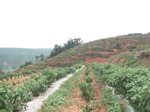 种植桃树的经营土地类型(黄桃树间种辣椒，管理简单收成好。)