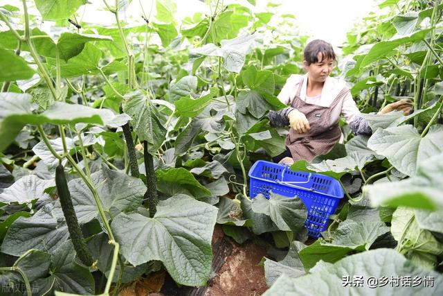 六月份适合种植哪些蔬菜？这几种正合适，想种菜别错过