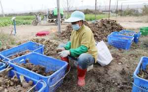 北方芋头什么时候种植(北京最大芋头种植基地丰收 市民吃上本土芋头)