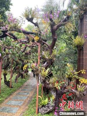 广东种植石斛(广州增城石斛兰花盛放 游客寻香而至)