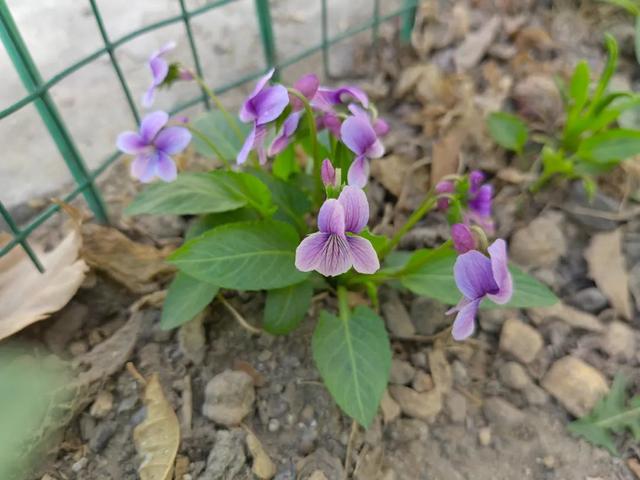 早开堇菜丨跟「紫花地丁」很像的野菜，药食同源，认识吧？