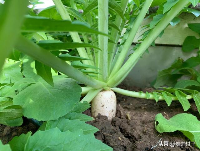 秋冬种植白萝卜，做好三点，出苗快不易倒伏，幼苗不招虫