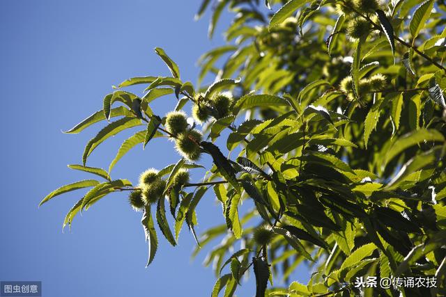 板栗种植技术，种植方法既简单又方便，不妨学习一下