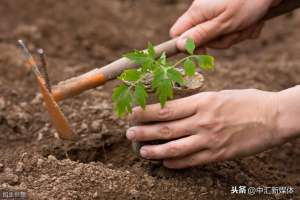 露天蕃茄种植(农家露地番茄如何加强田间养护)