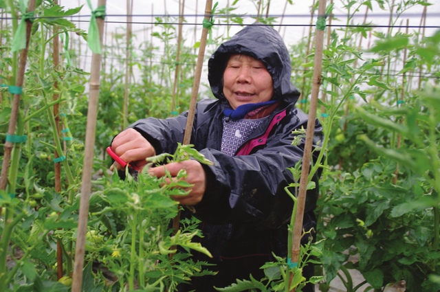 番茄大量空穗？别怪品种，7个原因要重视！做好5点丰产又丰收