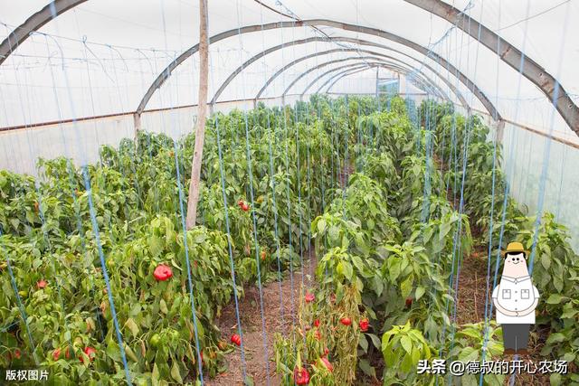 在农村大棚里，种植这四种蔬菜最挣钱，好好管理平均月收入可过万