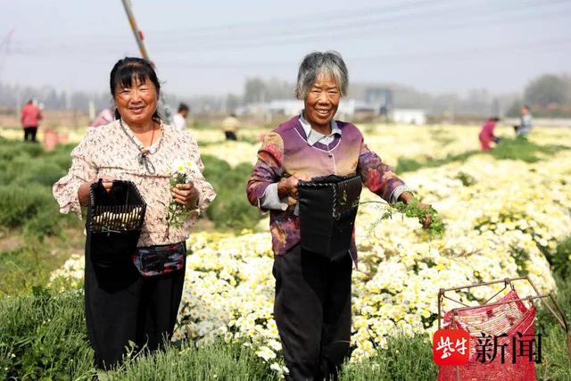 丰县王沟镇：菊花采收忙 飘香致富路