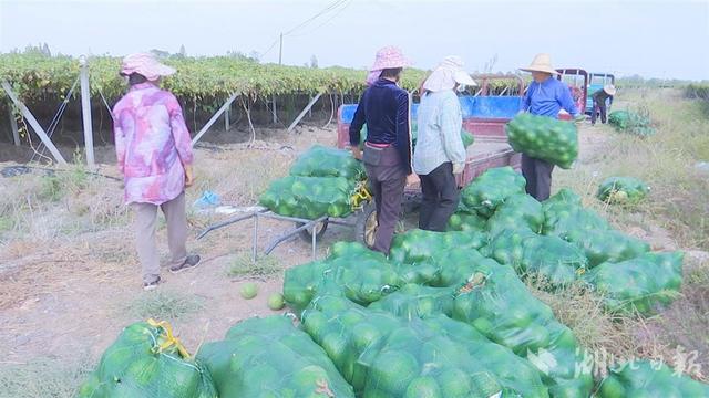 新洲三店青瓜蒌抢季节上市