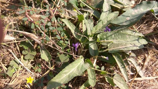 早开堇菜丨跟「紫花地丁」很像的野菜，药食同源，认识吧？