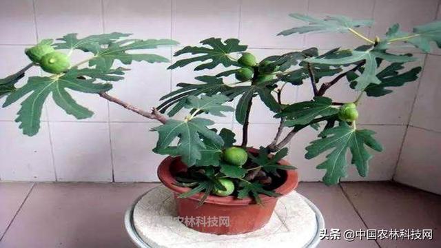 教你超简单的无花果盆栽种植技术，果子多到吃不完