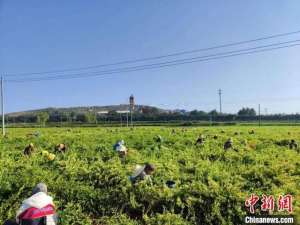 山西种植(山西上党中药材种植赋能乡村振兴 春种连翘望将荒山变“金山”)