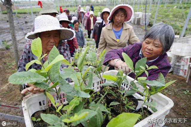 国产碧根果发展潜力大却困难多，引种栽培近百年，现仍依赖进口