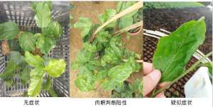 百香果种植技术视频(种百香果都害怕病毒苗，只需4步，便知种苗是否带病毒)