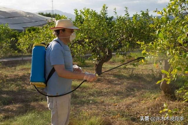 一本月季种植说明书。零基础种月季！从小苗到爆盆，从新手到大神