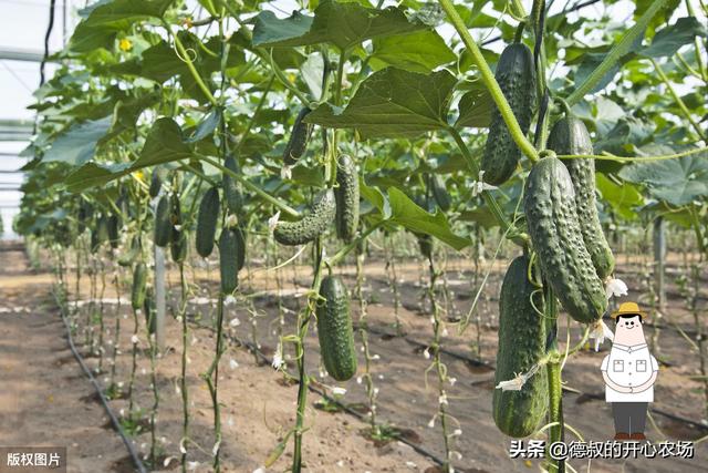 在农村大棚里，种植这四种蔬菜最挣钱，好好管理平均月收入可过万