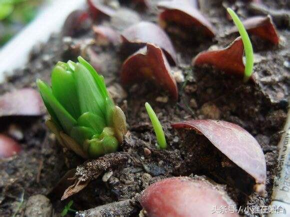 养百合花一个小窍门，一年能开花两次，苗越发越多，花越开越旺