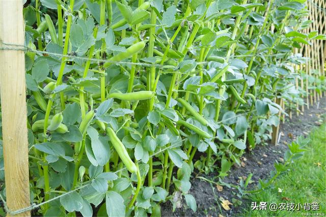 蚕豆如何种植管理才能长势更好、产量品质更高？重点抓好这7点