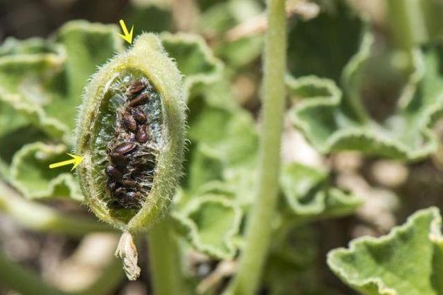 课本的小百科—植物妈妈还有哪些巧妙的办法传播种子呢？