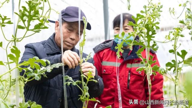 襄垣县下良镇上良村：温室大棚绿意浓 不负农时好春光