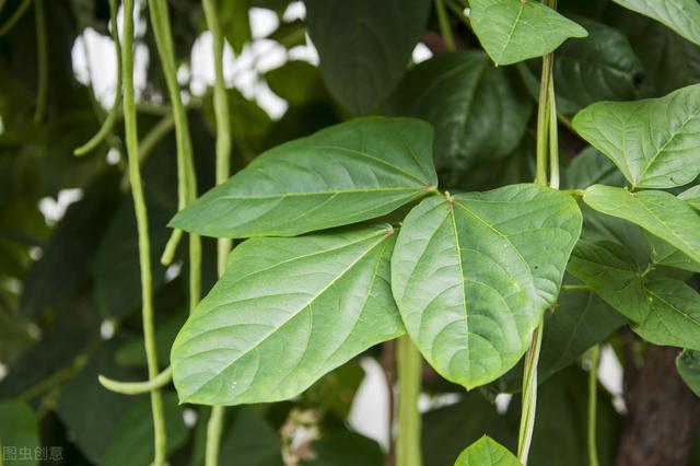 豆角种植技术要点及管理举措研究，学到就是你的，还不来看吗？