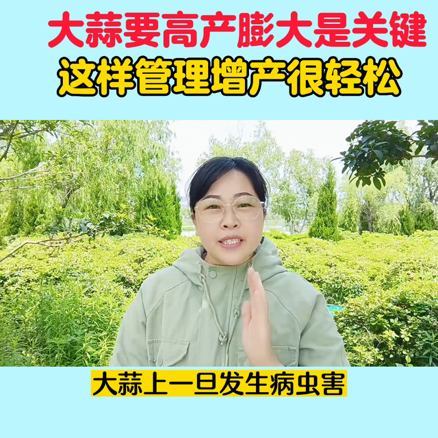 大蒜要高产膨大是关键#新农人计划2023