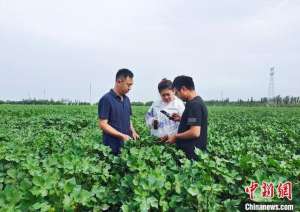 新疆兵团棉花种植(新疆兵团：科技让棉花田间管理更精准 助力节本增效)