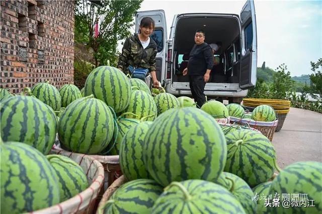 一斤2块5，内江这里的“夏日标配”熟了，快来采摘——