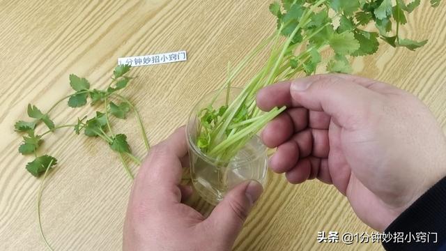 把香菜放进塑料瓶里，真是厉害了，多亏卖菜阿姨教我方法，涨知识