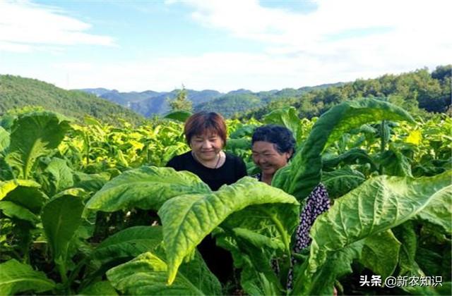 新农知识——烟草种植技术，及推广对策探究