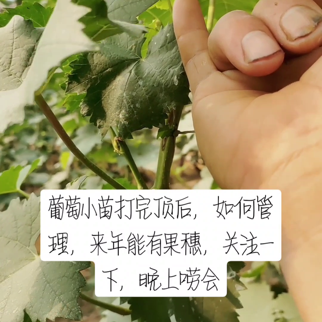 ，葡萄小苗如何管理来年有花穗，#了解种植技术点红心关注