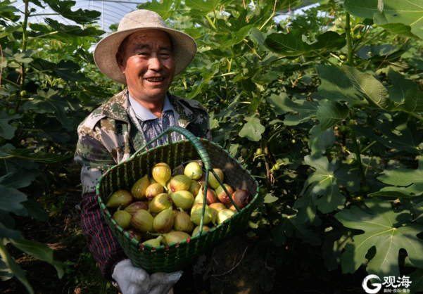 探秘青岛最大无花果种植基地：盛果期一天产万斤 批发收入10万元