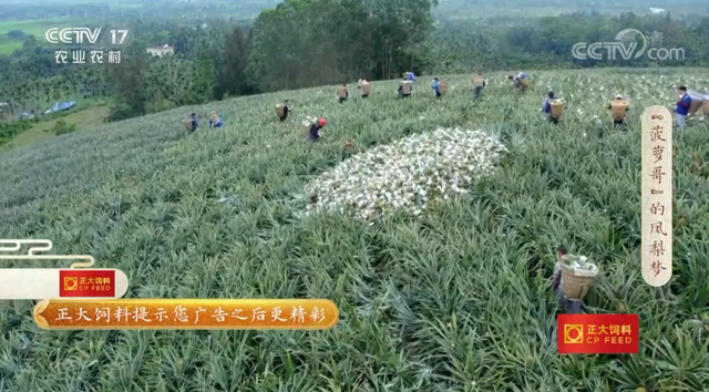 返乡大学生种凤梨年销2000万，秘密都藏在这个海南小村里